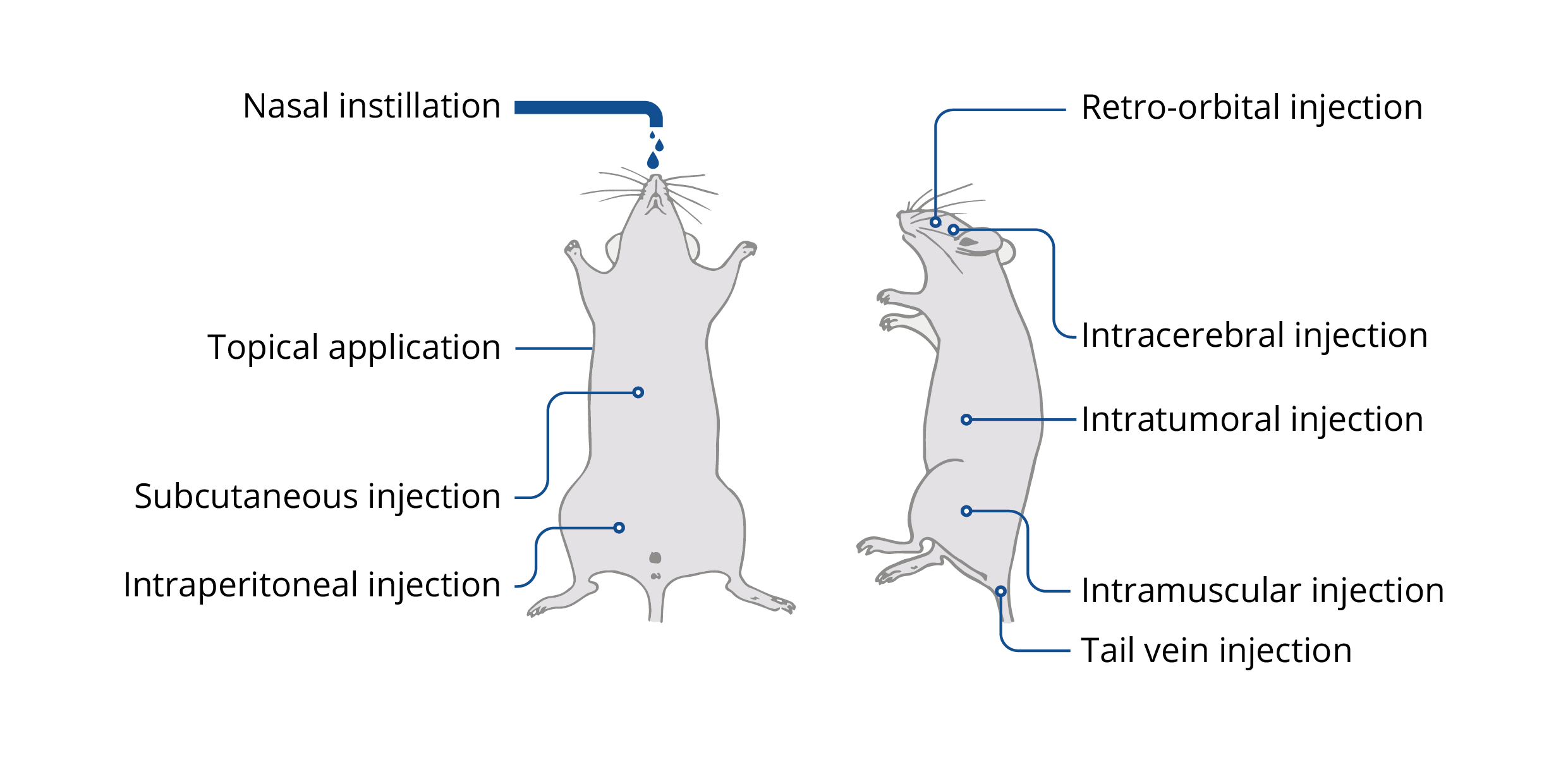 in-vivo-jetpei-tamar-laboratory-supplies-ltd