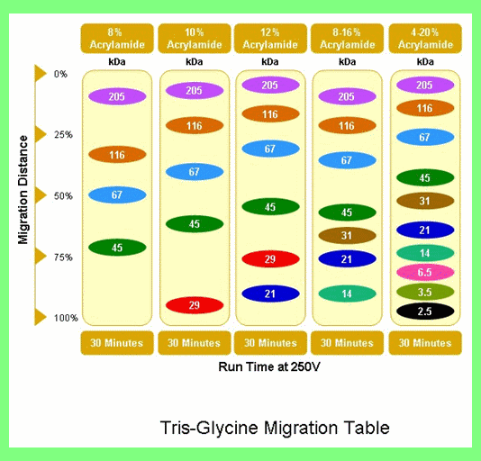 LongLifeTable2