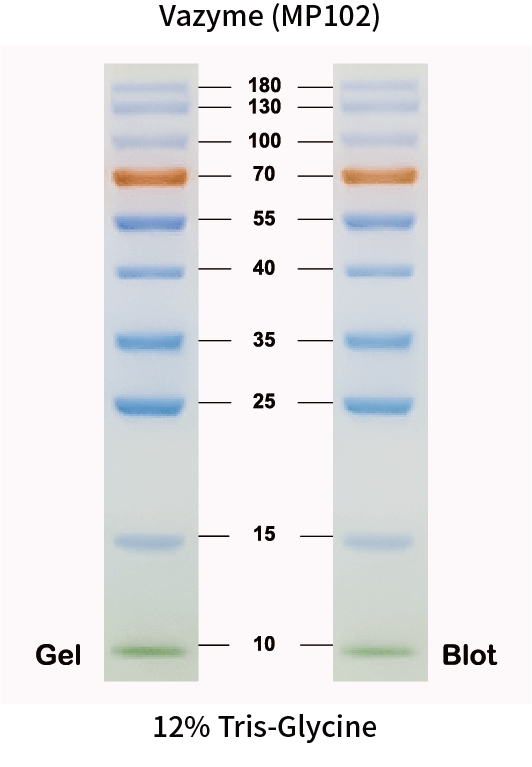 positive western blot test